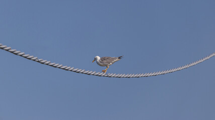 Möwe auf Stromleitung