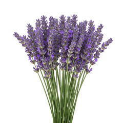 Obraz premium A fragrant bouquet of beautiful purple lavender flowers with green stems, carefully arranged and isolated on a clean white background for botanical concepts.