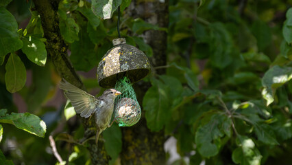 Sperling auf Meisenkn&ouml;del