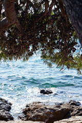 pine branches over the sea