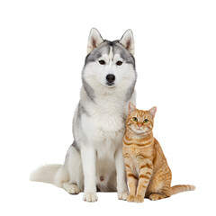 A beautiful grey husky dog and a cute ginger tabby cat sitting together as best friends, isolated on a clean white background.