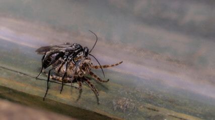 Wegwespe fängt Spinne