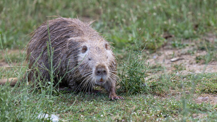 Nutria