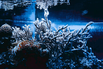 coral reef with fish