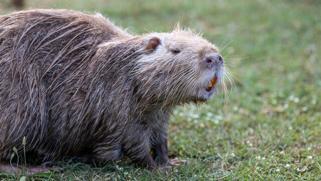 Nutria zeigt die Z&auml;hne