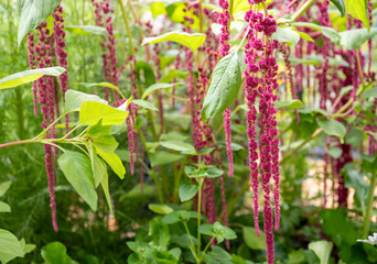 Close up of Amaranth Dreadlocks First Flowers