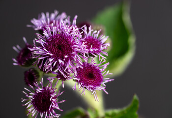 Ageratum Red Flint with Flowers in Different Stages