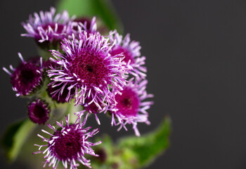 Ageratum Red Flint with Flowers in Different Stages