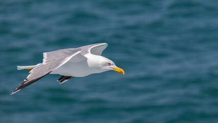 Möwe im Flug