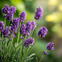 Obraz premium Lavender Flowers with Green Background