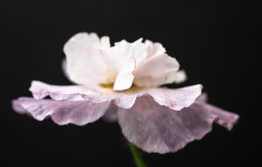 Close up of Delicate Poppy Flower