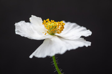 Close up of Delicate Poppy Flower