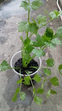Learn to plant celery in a used plastic glass