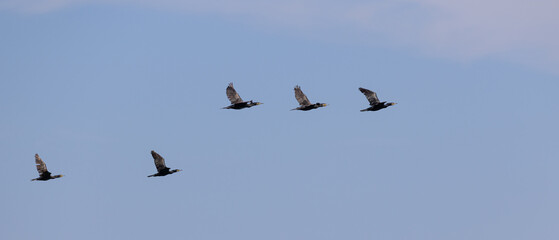 Kormorane im Flug