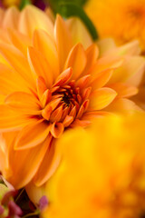 Autumn garden colorful flowers. Beautiful autumnal bouquet dahlia chrysanthemum. Red pink orange fall color fall floral background. Flower shop and florist design concept idea