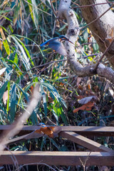 餌を捕らえるために池に飛び込む可愛いカワセミ（カワセミ科）のペア 英名学名：Kingfisher (Alcedo atthis) 埼玉県北本市、北本自然観察公園 2025 