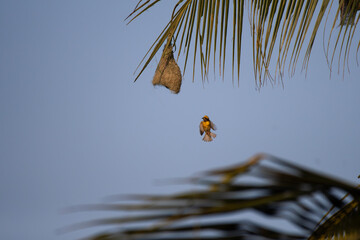 Obraz premium A vibrant Baya weaver bird in flight, actively building hanging nest, with a clear blue sky background.