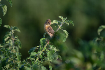 Small, vibrant Baya weaver perched on a leafy green bush, against a soft focus background.
