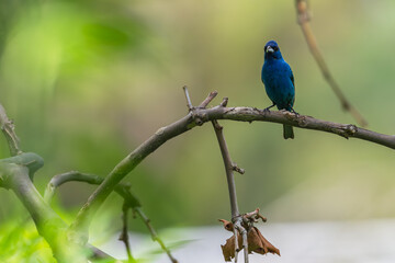 Indigo bunting perched on a branch.