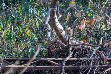 餌を捕らえるために池に飛び込む可愛いカワセミ（カワセミ科）のペア 英名学名：Kingfisher (Alcedo atthis) 埼玉県北本市、北本自然観察公園 2025 
