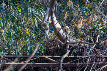 餌を捕らえるために池に飛び込む可愛いカワセミ（カワセミ科）のペア 英名学名：Kingfisher (Alcedo atthis) 埼玉県北本市、北本自然観察公園 2024 