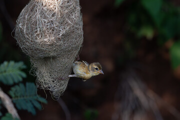 A small, beautiful Baya weaver clinging to its intricately woven nest with natural , dark background.