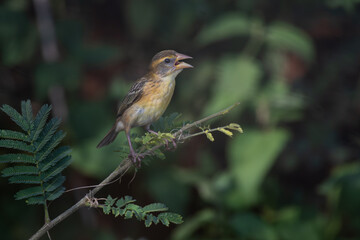 Small, vibrant Baya weaver perched on a leafy green bush, against a soft focus background.