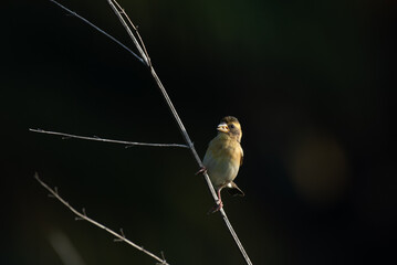 Small, vibrant Baya weaver perched on a thin branch , against a soft focus background.