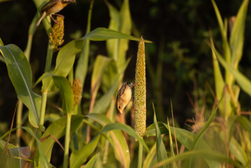 A small, vibrant Baya weaver bird perched atop on a plant stalk , the background is well blurred with lush green.