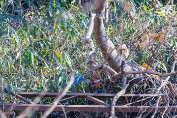 餌を捕らえるために池に飛び込む可愛いカワセミ（カワセミ科）のペア 英名学名：Kingfisher (Alcedo atthis) 埼玉県北本市、北本自然観察公園 2024 