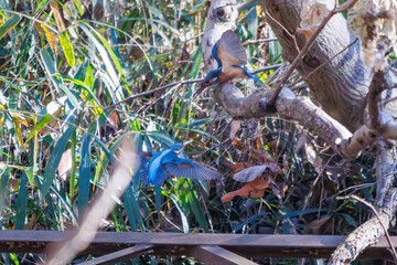 餌を捕らえるために池に飛び込む可愛いカワセミ（カワセミ科）のペア 英名学名：Kingfisher (Alcedo atthis) 埼玉県北本市、北本自然観察公園 2024 