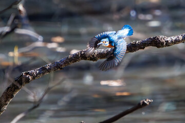餌を捕らえるために池に飛び込む可愛いカワセミ（カワセミ科）のペア 英名学名：Kingfisher (Alcedo atthis) 埼玉県北本市、北本自然観察公園 2024 