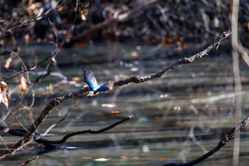 餌を捕らえるために池に飛び込む可愛いカワセミ（カワセミ科）のペア 英名学名：Kingfisher (Alcedo atthis) 埼玉県北本市、北本自然観察公園 2024 