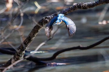 餌を捕らえるために池に飛び込む可愛いカワセミ（カワセミ科）のペア 英名学名：Kingfisher (Alcedo atthis) 埼玉県北本市、北本自然観察公園 2024 