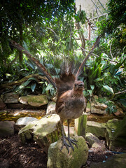 Lyrebird singing