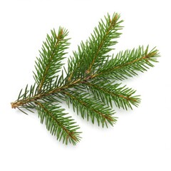 Green spruce branch isolated on white background