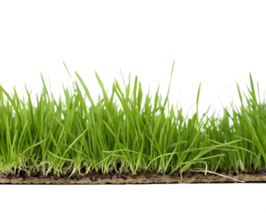 Close up of a section of green grass blades with soil and roots on a black background isolated on a transparent background