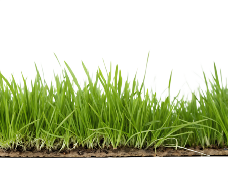 Close up of a section of green grass blades with soil and roots on a black background isolated on a transparent background - Powered by Adobe