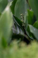 Obraz premium Green berries of lily of the valley among the leaves.