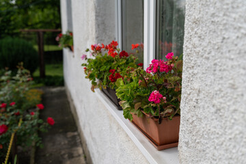 Geraniums in a window box outside a white house.