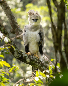 Aguila Harpia