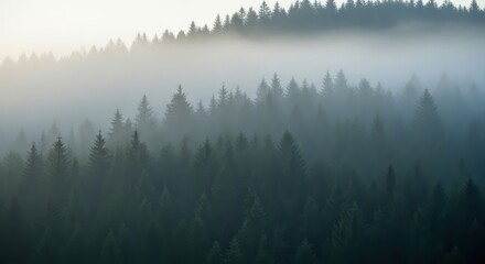 Obraz premium Misty forest landscape with evergreen trees shrouded in fog, creating a serene and atmospheric scene on a hillside.
