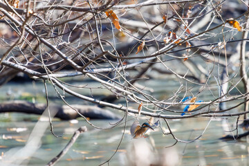 餌を捕らえるために池に飛び込む可愛いカワセミ（カワセミ科）のペア 英名学名：Kingfisher (Alcedo atthis) 埼玉県北本市、北本自然観察公園 2024 