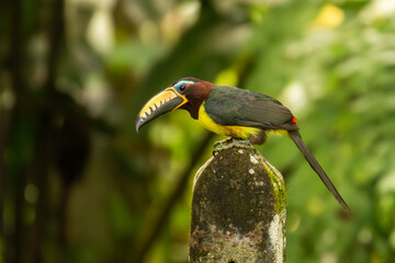 Tucan