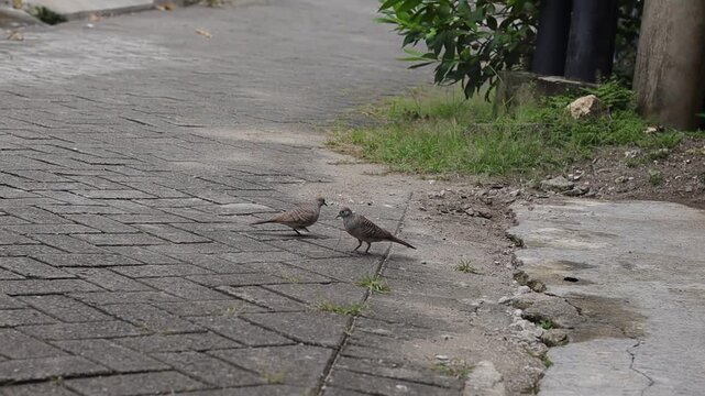 A pair of turtle doves looking for material to make their nest