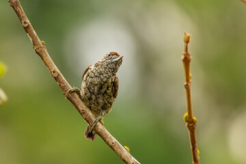 Carpintero