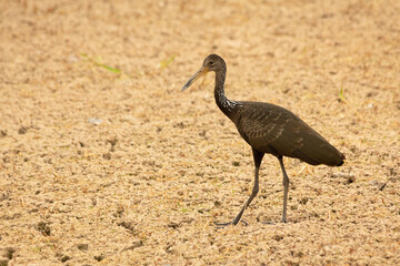 Limpkin