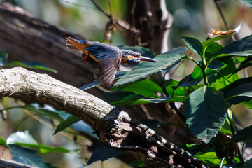 餌を捕らえるために池に飛び込む可愛いカワセミ（カワセミ科）のペア 英名学名：Kingfisher (Alcedo atthis) 埼玉県北本市、北本自然観察公園 2024 