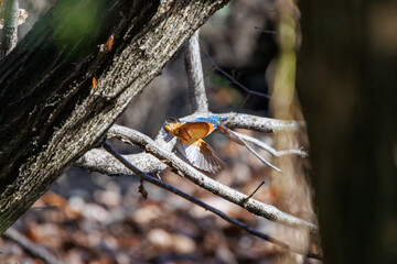 餌を捕らえるために池に飛び込む可愛いカワセミ（カワセミ科）のペア 英名学名：Kingfisher (Alcedo atthis) 埼玉県北本市、北本自然観察公園 2024 