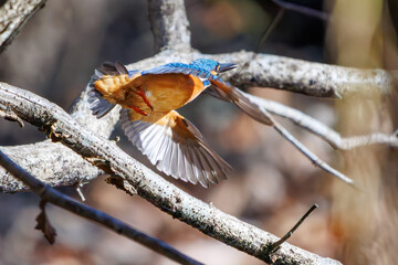 餌を捕らえるために池に飛び込む可愛いカワセミ（カワセミ科）のペア 英名学名：Kingfisher (Alcedo atthis) 埼玉県北本市、北本自然観察公園 2024 